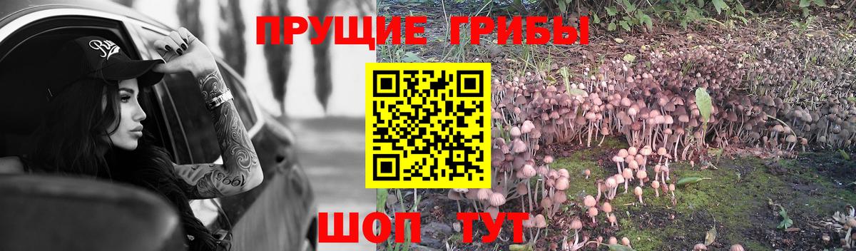 Псилоцибиновые грибы GOLDEN TEACHER  Бугульма  Псилоцибиновые грибы мицелий 