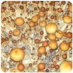 Псилоцибиновые (галлюциногенные)  грибы Psilocybin "Golden Teacher" в Бугульме