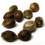 Семена марихуаны АК-47  (Seeds AK-47) в Бугульме